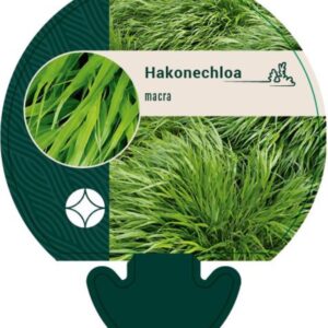 Hakonechloa macra - P9