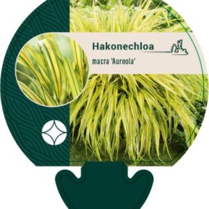 Hakonechloa macra Aureola - P9