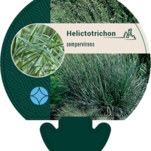 Helictotrichon sempervirens - P9