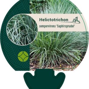 Helictotrichon sem. Saphirsprudel - P9