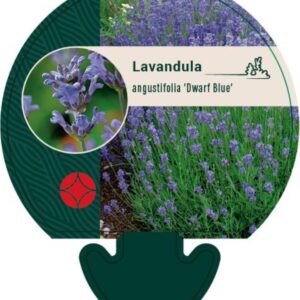 Lavandula ang. Dwarf Blue - P9