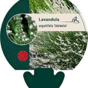 Lavandula ang. Edelweiss - P9