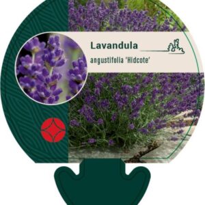 Lavandula ang. Hidcote - P9