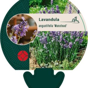 Lavandula ang. Munstead - P9