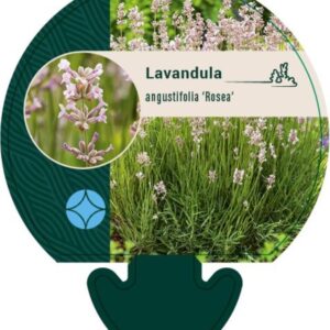 Lavandula ang. Rosea - P9
