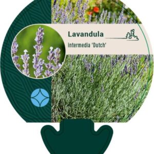 Lavandula int. Dutch - P9