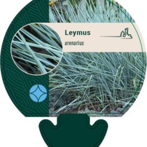 Leymus arenarius - P9