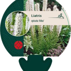 Liatris spicata Alba - P9
