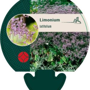 Limonium latifolium - P9