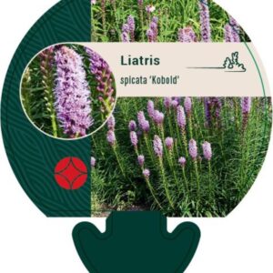 Liatris spicata Kobold - P9