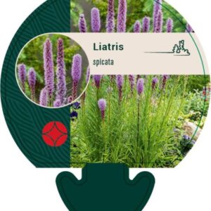 Liatris spicata - P9