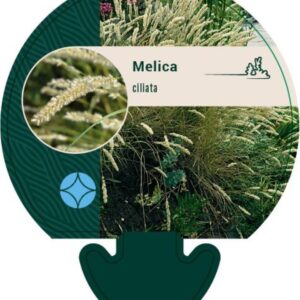 Melica ciliata - P9