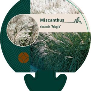 Miscanthus sin. Adagio - P9
