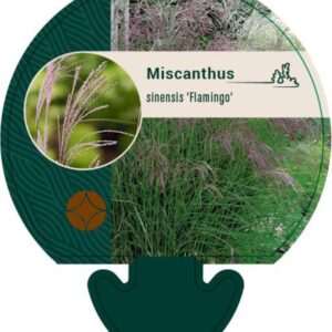 Miscanthus sin. Flamingo - P9