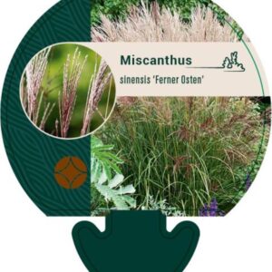 Miscanthus sin. Ferner Osten - P9