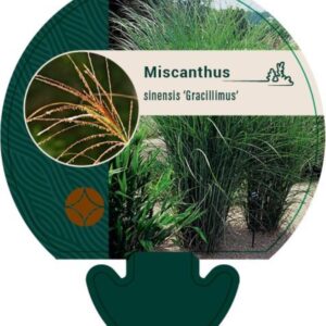 Miscanthus sin. Gracillimus - P9