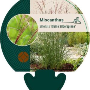 Miscanthus sin. Kleine Silbersp. - P9