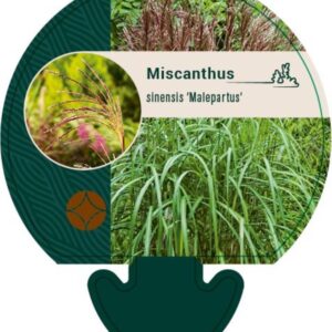 Miscanthus sin. Malepartus - P9