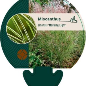Miscanthus sin. Morning Light - P9