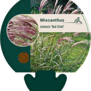 Miscanthus sin. Red Chief - P9