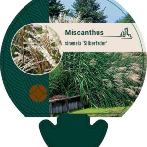 Miscanthus sin. Silberfeder - P9