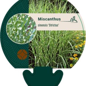 Miscanthus sin. Strictus - P9