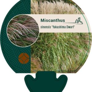 Miscanthus sin. Yakushima Dwarf - P9