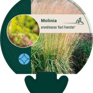 Molinia arund. Karl Foerster - P9