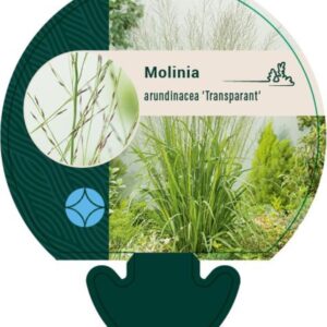 Molinia arund. Transparent - P9