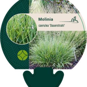 Molinia caerulea Dauerstrahl - P9