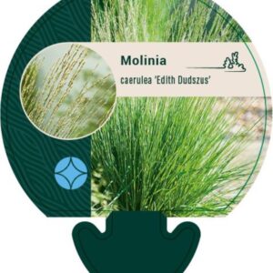 Molinia caerulea Edith Dudszus - P9
