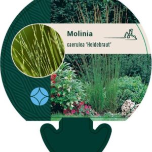 Molinia caerulea Heidebraut - P9