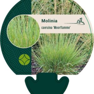 Molinia caerulea Moorflamme - P9