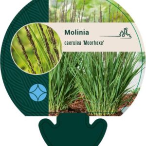 Molinia caerulea Moorhexe - P9