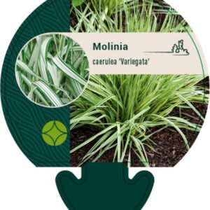 Molinia caerulea Variegata - P9