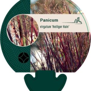 Panicum virgatum Heiliger Hain - P9