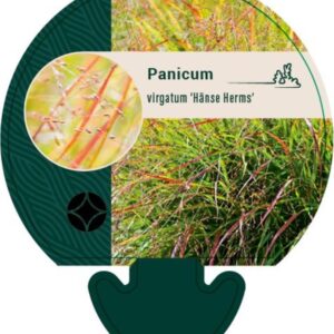 Panicum virgatum Hänse Herms - P9