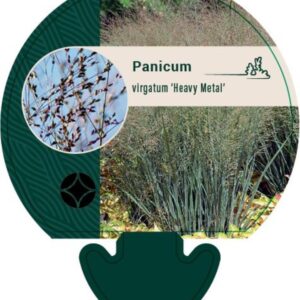 Panicum virgatum Heavy Metal - P9