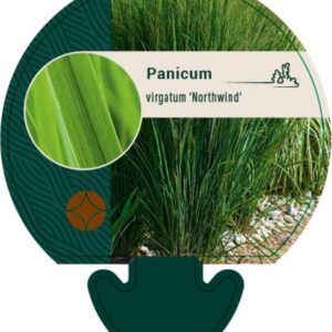 Panicum virgatum Northwind - P9