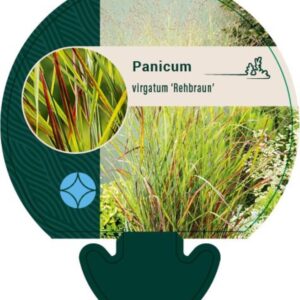 Panicum virgatum Rehbraun - P9
