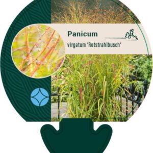 Panicum virgatum Rotstrahlbusch - P9