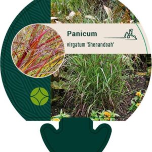 Panicum virgatum Shenandoah - P9