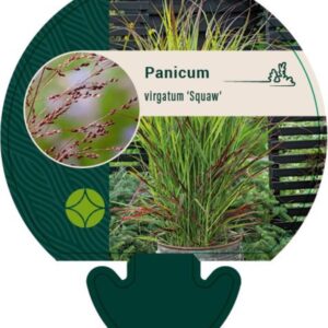Panicum virgatum Squaw - P9