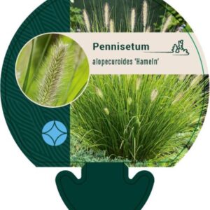 Pennisetum alop. Hameln - P9