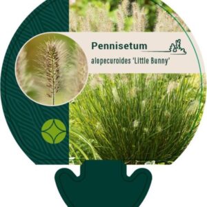 Pennisetum alop. Little Bunny - P9