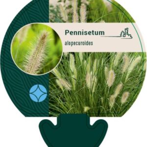 Pennisetum alopecuroides - P9