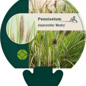 Pennisetum alop. Moudry - P9