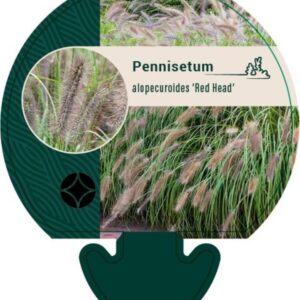 Pennisetum alop. Redhead - P9