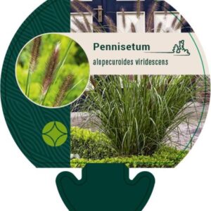 Pennisetum alopecuroides viridesc. - P9