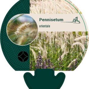 Pennisetum orientale - P9